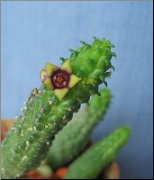Echidnopsis scutellata